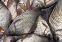 高背鲫和银鲫的区别