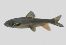 软刺裸鲤是什么鱼？