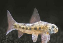 似䱻是什么鱼？