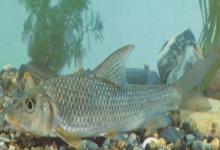 大刺䱻是什么鱼？