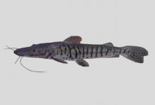 条纹鸭嘴鲶是什么鱼？