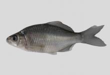 多鳞鱊是什么鱼？