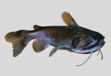 巴拉特星项鲶是什么鱼？