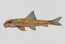 安氏小鳔鮈是什么鱼？