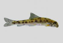 福建小鳔鮈是什么鱼？