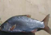 滩头雅罗鱼是什么鱼？