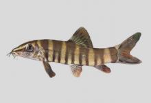 美鳍沙鳅是什么鱼？