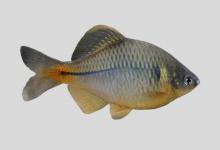 黄边鳑鲏是什么鱼？