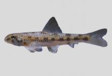 凌河小鳔鮈是什么鱼？