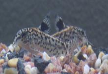 东陂拟腹吸鳅是什么鱼？