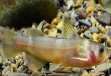 短身拟鰋是什么鱼？