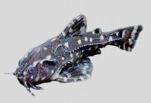 白斑蜴鲶是什么鱼？