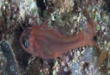 坚头天竺鲷是什么鱼？