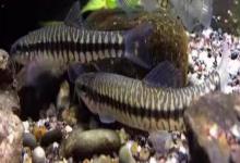 丽纹云南鳅是什么鱼？