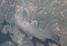 扁头鮡是什么鱼？