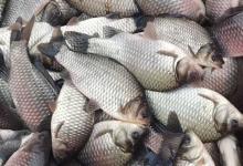 银鲫一年能长多大？