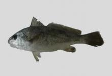 婆罗叫姑鱼是什么鱼？