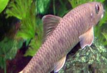 宜良墨头鱼是什么鱼？