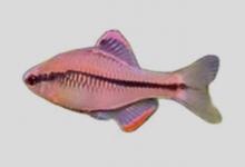 粗纹暗色鳑鲏是什么鱼？