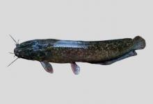 斑点胡鲶是什么鱼？