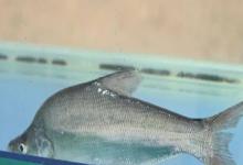 拟尖头鲌是什么鱼？