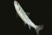 似鲤黄黝鱼是什么鱼？