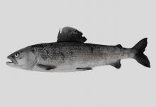 茴鱼是什么鱼？