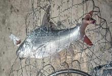 似白鮈是什么鱼？