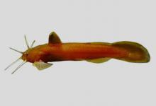 拟缘䱀是什么鱼？