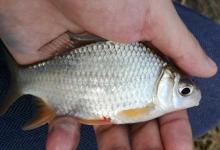 高背鲫是什么鱼？