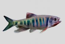 阮氏鱊是什么鱼？