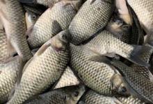 白鲫能自然繁殖吗？