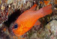 粉红天竺鲷是什么鱼？