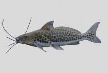 大鳍美须鲿是什么鱼？