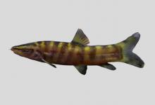 沙鳅是什么鱼？