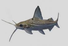 白纹油鲶是什么鱼？