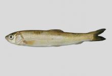 大眼裂腹鱼是什么鱼？