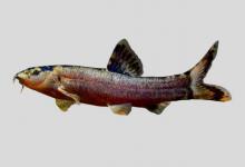 紫薄鳅是什么鱼？