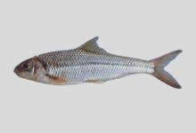 台湾白甲鱼是什么鱼？