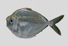 鹿斑仰口鲾是什么鱼？