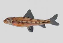 陆河小鳔鮈是什么鱼？