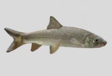 理氏裂腹鱼是什么鱼？