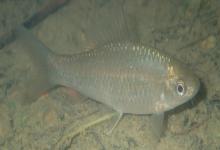 纹唇鱼是什么鱼？