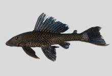 阿根廷突牙甲鲶是什么鱼？