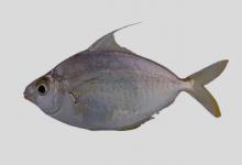 曳丝马鲾是什么鱼？