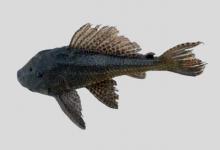 哥伦比亚锉甲鲶是什么鱼？