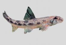 双色小鳔鮈是什么鱼？