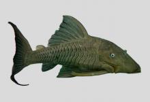 萨氏巴拉圭鲶是什么鱼？