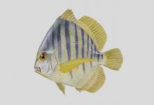 条纹鸡笼鲳是什么鱼？