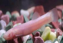 无眼平鳅是什么鱼？